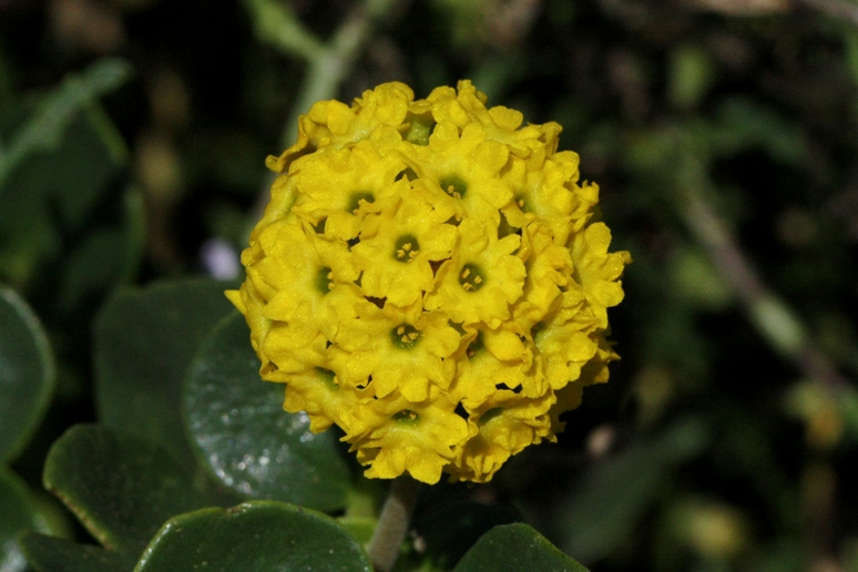 sand-verbena